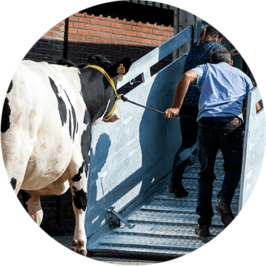 Koe loopt in de vrachtwagen