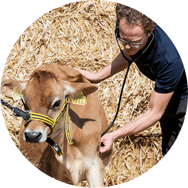 Kalf bij dierenarts