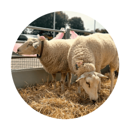 Schapen op bruiloft