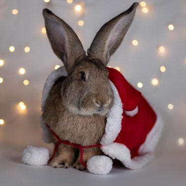 Kerstfoto vlaamse reus