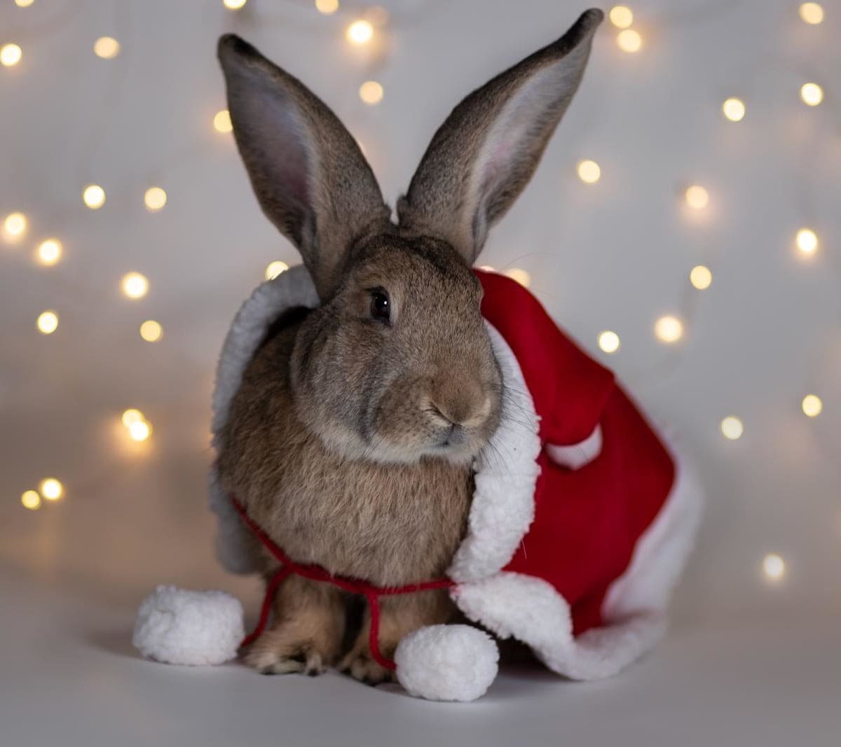 Kerstfoto vlaamse reus