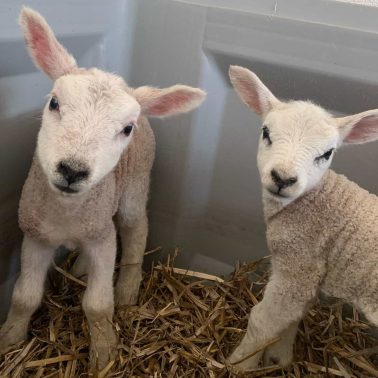 Lammetjes
