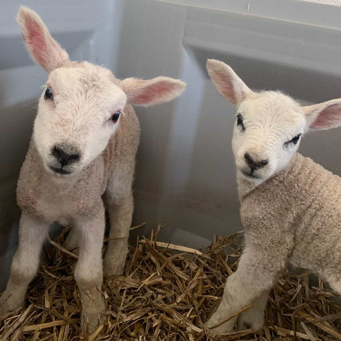 Lammetjes