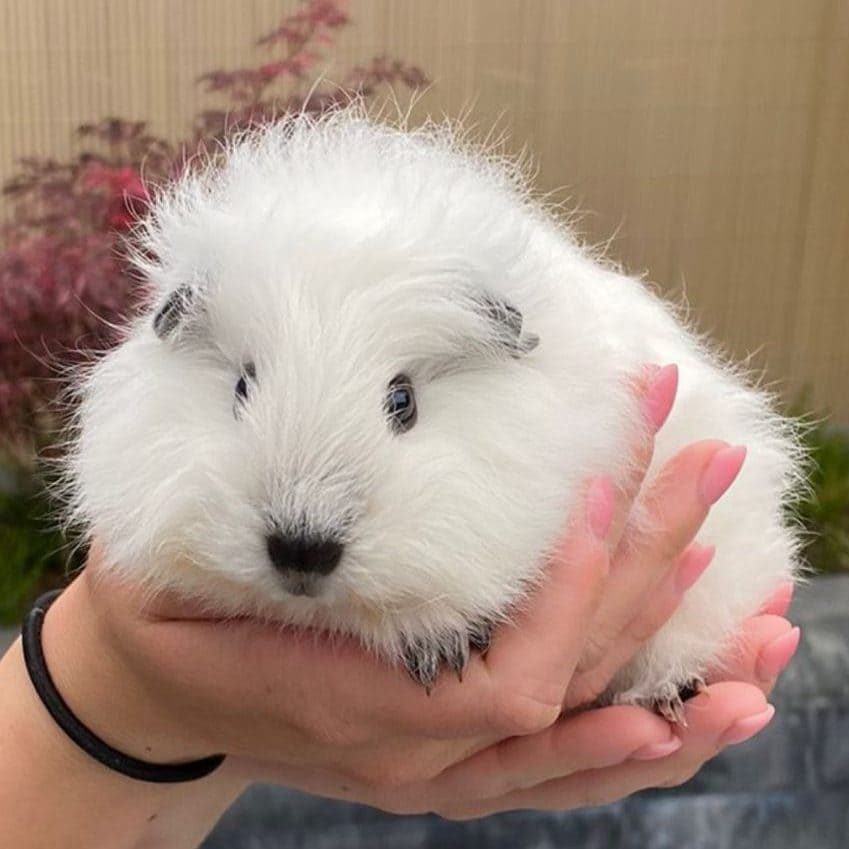 Pluizige witte cavia