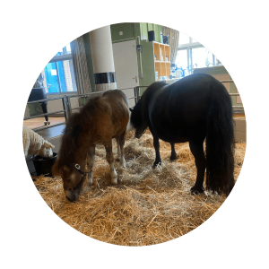 Pony in verzorgingstehuis