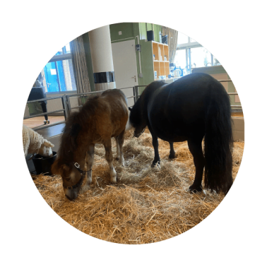 Pony in verzorgingstehuis