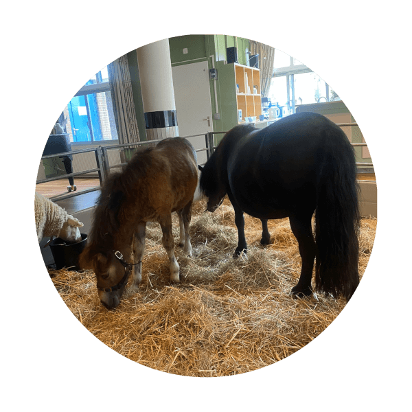 Pony in verzorgingstehuis