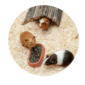 Drie cavia's op stal