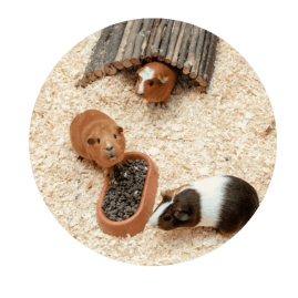 Groepje cavia's