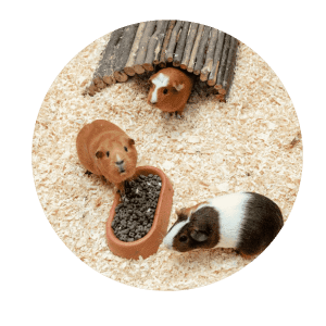 Groepje cavia's