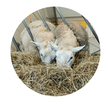 Schapen
