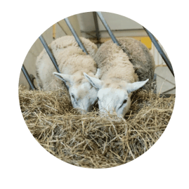 Schapen