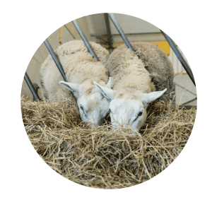 Schapen
