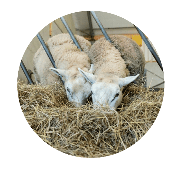 Schapen