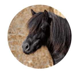 Shetlander