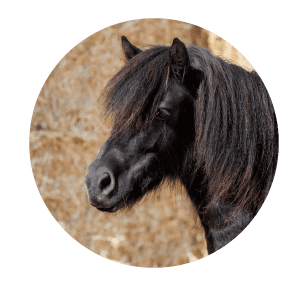 Shetlander