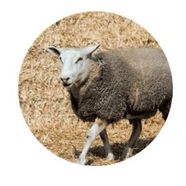 Schaap