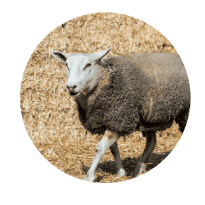 Schaap