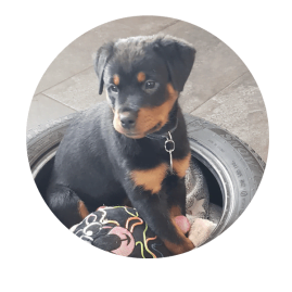 Rottweiler pup