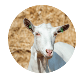 Witte melkgeit