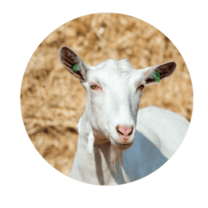 Witte melkgeit