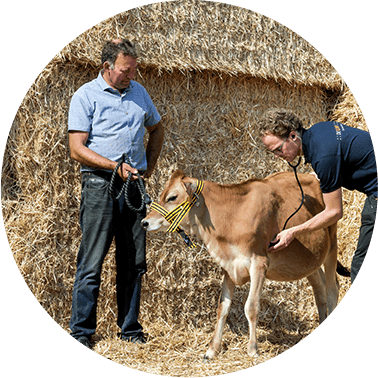 Erik en dierenarts met koe
