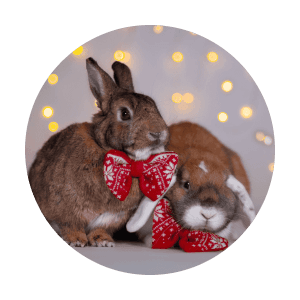 Konijnen met kerst strik
