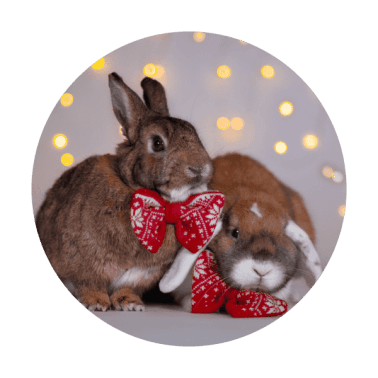 Konijnen met kerst strik