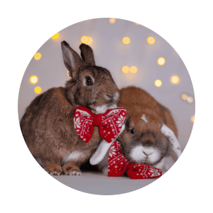 Konijnen met kerst strik