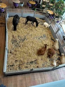 Kinderboerderij binnen opgezet